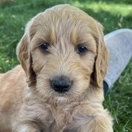 Goldendoodles from Mini Acres Farm