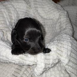 Nova - Cream Brindle - Brindle female Dachshund puppy in Little Elm, Texas from HotDachs