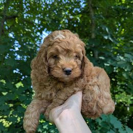 Stott - Buff and white male Cockapoo puppy in Strasburg, Pennsylvania from Dana's Domain Cockapoos