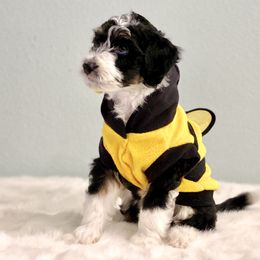 Aussiedoodle Puppies from Ever After Mini Doodles