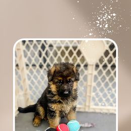 German Shepherd Puppies from MK German Shepherds LLC