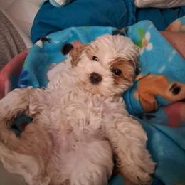 Aussiedoodle and Cockapoo Puppies from Ouachita River Cockapoos