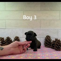 Boy 3 - Brindle male French Bulldog puppy in Astatula, Florida from Reds Frenchies