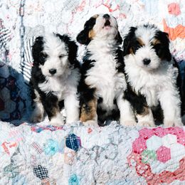 Bernedoodle and Schnoodle Puppies from Grand Lake Poodles & Doodles