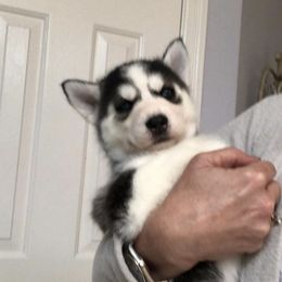 Pomsky Puppies from Sugar Pup Pomskies of Texas