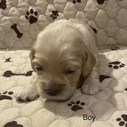 Cocker Spaniel Puppies from Cocker Eclipse In Home Kennel