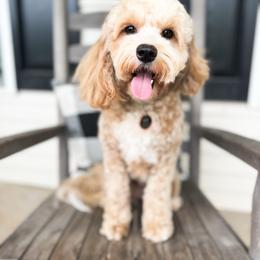 Ivy Luna - Goldendoodle