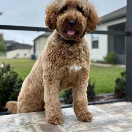 Goldendoodle puppies from Prairie Doodle Dogs