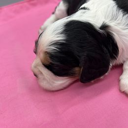 Dianna - Tri-color female Cavalier King Charles Spaniel puppy in Burke, New York from Patti’s Puppies