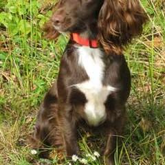 English Cocker Spaniels and Irish Water Spaniels from Saracen English Cocker Spaniels & Irish Water Spaniels