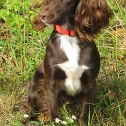 English Cocker Spaniels and Irish Water Spaniels from Saracen English Cocker Spaniels & Irish Water Spaniels