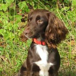 English Cocker Spaniels and Irish Water Spaniels from Saracen English Cocker Spaniels & Irish Water Spaniels