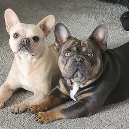 French Bulldog Puppies from Taylor’s Frenchies LLC