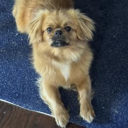 Birdie - Red female Tibetan Spaniel puppy in Elizabeth, Colorado from Tibroke’s