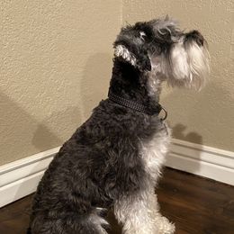 Groot - Miniature Schnauzer