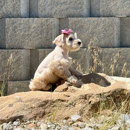Coral - Wheaten female Miniature Schnauzer puppy in Huntington, Utah from Schnauzers on Robinson Lane