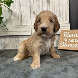 Stormy's Green Collar Boy 2150.00 - Cream male Goldendoodle puppy in Alvin, Texas from JP Southern Doodles