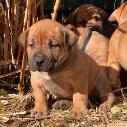 Boy 1 - Red male Boerboel puppy in Pennsylvania from Cold River Boerboels