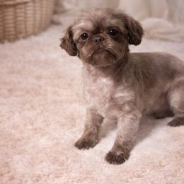 Chloe - Shih Tzu