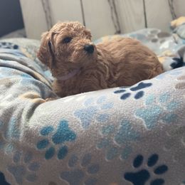 Goldendoodle Puppies from Daisy’s Doodles