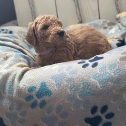 Goldendoodle Puppies from Daisy’s Doodles