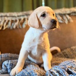 Romeo - Yellow male Labrador Retriever puppy in Sweet Home, Oregon from Knotty Creek Labradors