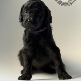 Mor - Silver female Poodle puppy in Spring Hills, Florida from The Olympus Standard Poodle