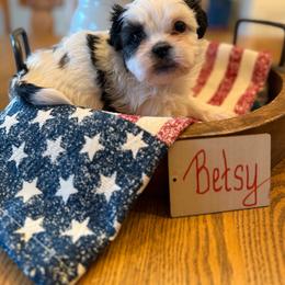 Betsy - Black and white female Shichon puppy in Newington, Connecticut from Burton Creek Puppies