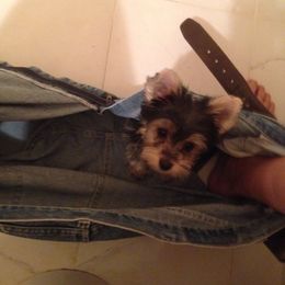 Yorkshire Terrier Puppies from Cindy's Yorkshire Terriers