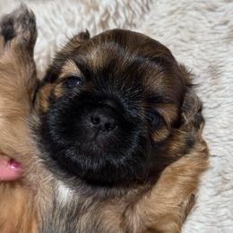 Boy 1 - Red male Shih Tzu puppy in Sarasota, Florida from Platinum Paws Puppies