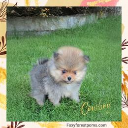 Cowboy - Orange sable male Pomeranian puppy in Eatonville, Washington from Foxy Forest Poms
