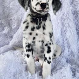 Metallica - White and black male Dalmatian puppy in Gray, Georgia from Fuller Spots
