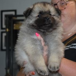 WHITE COLLAR - Black and silver female Keeshond puppy in Fayetteville, Tennessee from Erbekees-Keeshonden