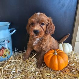 Caramel Apple - Red  male Goldendoodle puppy in Daytona Beach, Florida from Beach Doodles