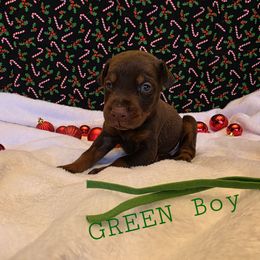 Green - Red and rust male Doberman Pinscher puppy in Knox, Indiana from Double River Dobermans