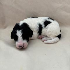 Hennessy - White and black female Bordoodle puppy in Indianapolis, Indiana from Indiana Bordoodles