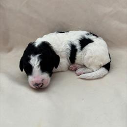 Hennessy - White and black female Bordoodle puppy in Indianapolis, Indiana from Indiana Bordoodles