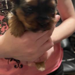 Boy 1 - Black and gold male Yorkshire Terrier puppy in Grove City, Ohio from Missy Lu Lap Puppies