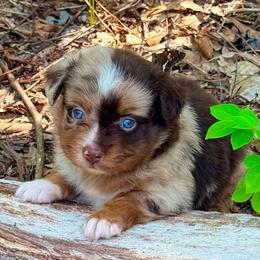 Spider-Man - Red merle male Toy Australian Shepherd puppy in Blacksburg, South Carolina from Rustic Rose Toy Australian Shepherds