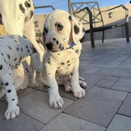 Kobe - White and black male Dalmatian puppy in Albuquerque, New Mexico from Renov Dalmatian Plantation