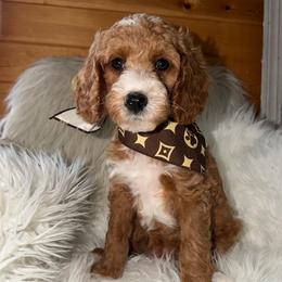Power - Red  female Goldendoodle puppy in Beecher, Illinois from Erica’s Doodles