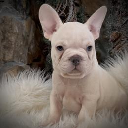 Boy 1 - Cream male French Bulldog puppy in Mayo, Florida from Lyons Heart Pups