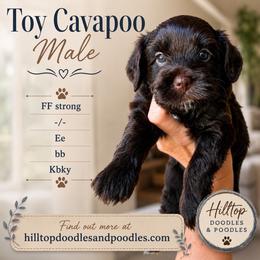 Cavapoo puppies from Hilltop Doodles and Poodles