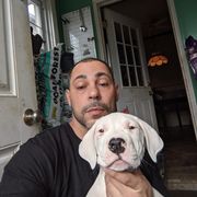 Dogo Argentino Puppies from De la Fuerza de Dios