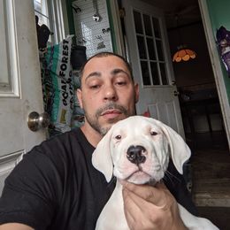 Dogo Argentino Puppies from De la Fuerza de Dios