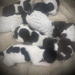 Puppy 3 Purple Available - Black roan female German Shorthaired Pointer puppy in Hardeman County, Tennessee from Howell Farm GSP