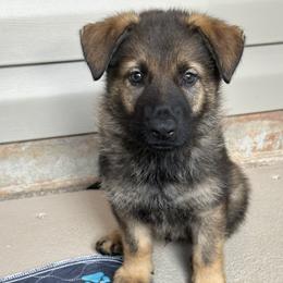 Remy - Sable male German Shepherd puppy in Pelzer, South Carolina from Lisa's Canines