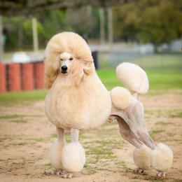 Valentino - Poodle