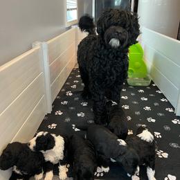 Fallout - Black and white female Portuguese Water Dog puppy in Brookville, Ohio from Cornerstones Porties