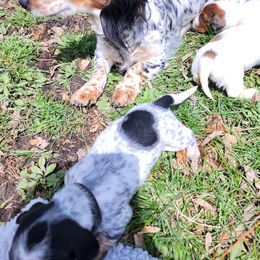 Dachshunds from Rebekah's Dachshunds